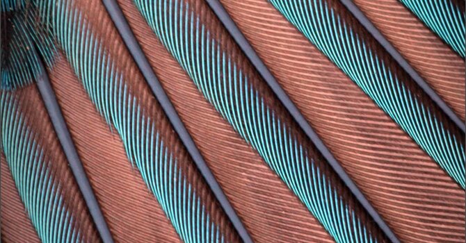 Clinical Consultation